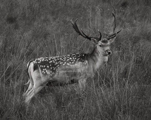 Gratis download Deer Fallow Nature - gratis foto of afbeelding om te bewerken met GIMP online afbeeldingseditor