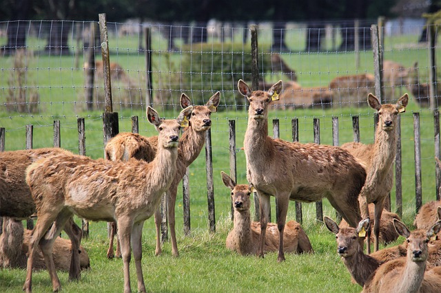 Free download deer farm livestock agriculture free picture to be edited with GIMP free online image editor