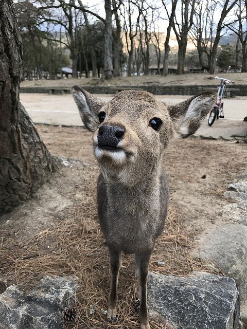 Free download Deer Fawn -  free photo or picture to be edited with GIMP online image editor