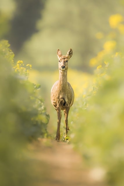 Free download deer foal ruminant field nature free picture to be edited with GIMP free online image editor