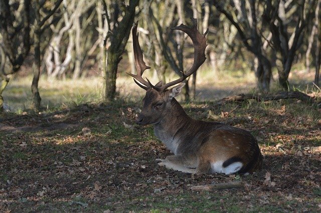 Free download Deer Forest -  free photo or picture to be edited with GIMP online image editor