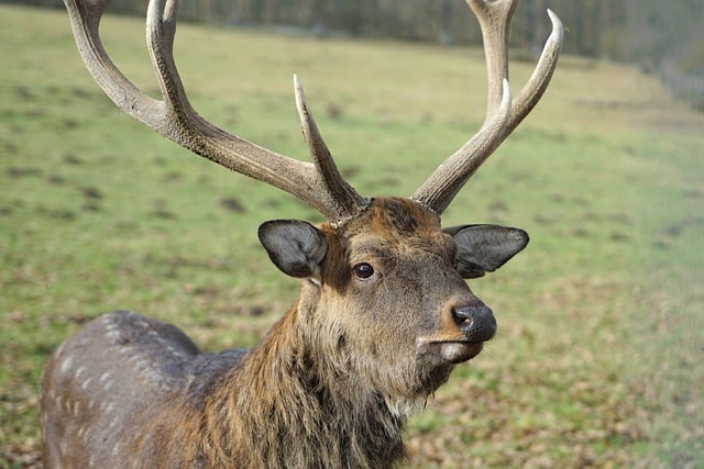 Free download deer forest animal nature free picture to be edited with GIMP free online image editor