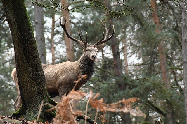 GIMPオンライン画像エディタで編集する無料ダウンロード鹿の森の自然無料写真テンプレート