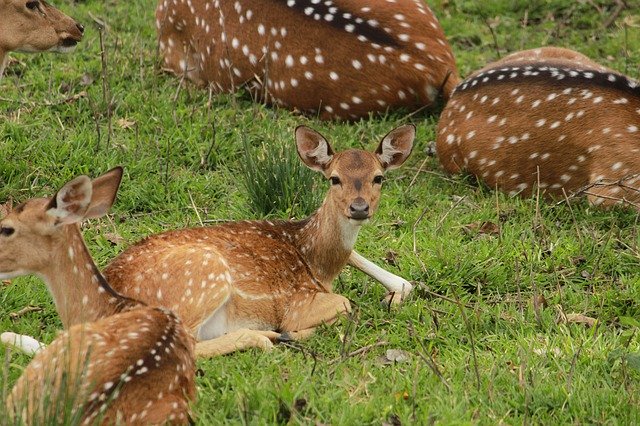 ดาวน์โหลดฟรี Deer Forest Wild - ภาพถ่ายหรือรูปภาพฟรีที่จะแก้ไขด้วยโปรแกรมแก้ไขรูปภาพออนไลน์ GIMP