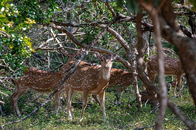 Free download deer forest wildlife animals free picture to be edited with GIMP free online image editor