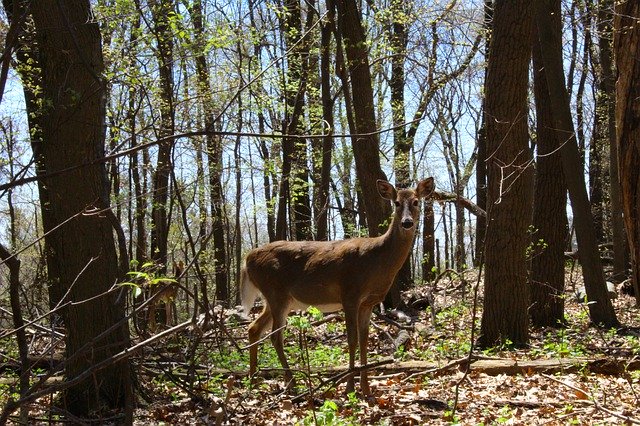 Bezpłatne pobieranie Deer Forest Woods In - darmowe zdjęcie lub obraz do edycji za pomocą internetowego edytora obrazów GIMP