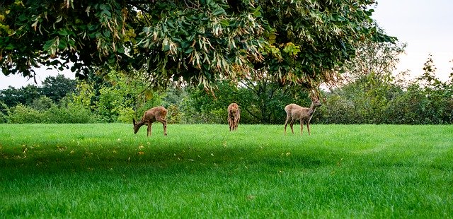 Téléchargement gratuit Deer Garden Nature - photo ou image gratuite à modifier avec l'éditeur d'images en ligne GIMP