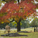 Deer grazing in park under colorful autumn tree  screen for extension Chrome web store in OffiDocs Chromium