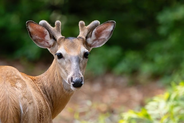 Free download deer head antlers velvet fur free picture to be edited with GIMP free online image editor
