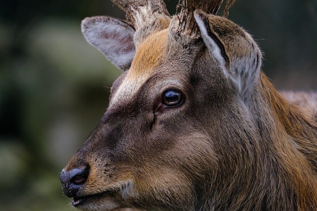 Free download deer head wild eye mammal free picture to be edited with GIMP free online image editor