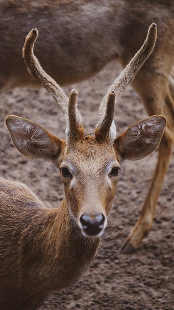 Free download deer horns forest animal nature free picture to be edited with GIMP free online image editor