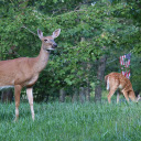 Deer in the forest  screen for extension Chrome web store in OffiDocs Chromium