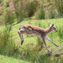 Deer in the meadow  screen for extension Chrome web store in OffiDocs Chromium