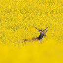 deer in the middle of the flower forest  screen for extension Chrome web store in OffiDocs Chromium