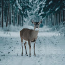 Deer in the snowy forest  screen for extension Chrome web store in OffiDocs Chromium