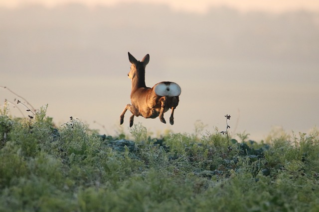 Free download deer jump plants doe female deer free picture to be edited with GIMP free online image editor