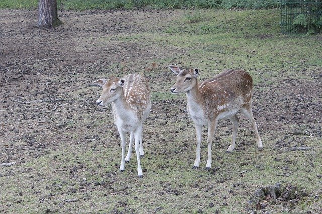 הורדה חינם Deer Kitz Nature Fallow - תמונה או תמונה בחינם לעריכה עם עורך התמונות המקוון GIMP