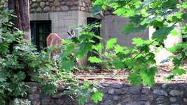 Free download Deer Leaves Animal -  free video to be edited with OpenShot online video editor