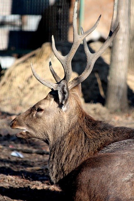 Free download deer male nature mammal animal free picture to be edited with GIMP free online image editor