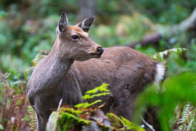 Free download deer mammal wildlife forest nature free picture to be edited with GIMP free online image editor