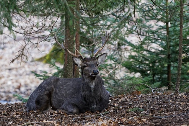 Free download deer manchurian sika deer forest free picture to be edited with GIMP free online image editor