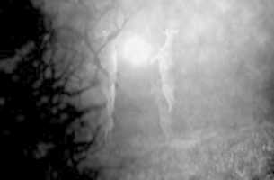 Free download deermoon free photo or picture to be edited with GIMP online image editor