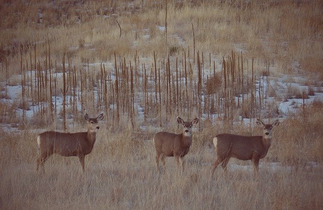 Free download Deer Mule Wildlife -  free photo or picture to be edited with GIMP online image editor