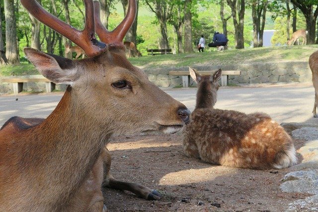Free download Deer Nara Park Wild -  free photo or picture to be edited with GIMP online image editor
