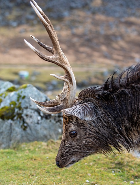 Free download deer nature forest dweller animal free picture to be edited with GIMP free online image editor