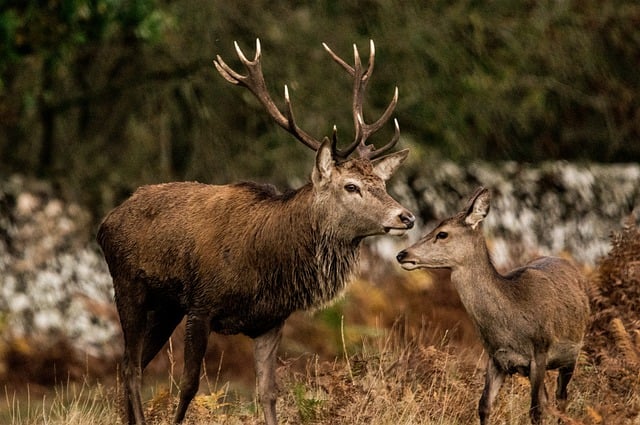 Free download deer nature stag doe bradgate park free picture to be edited with GIMP free online image editor