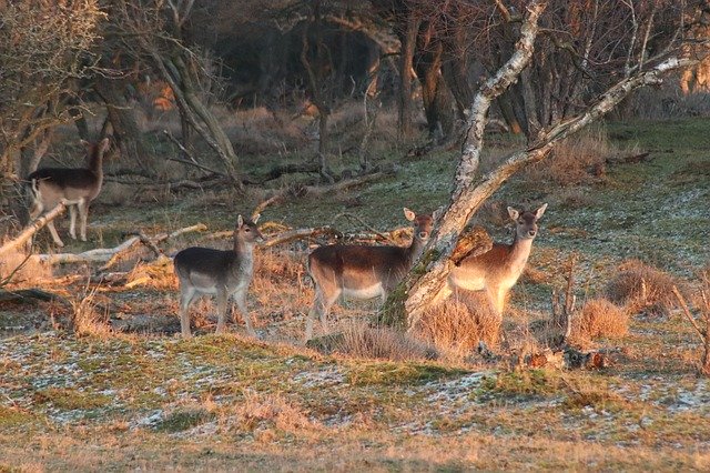 Free download Deer Nature Wild -  free photo or picture to be edited with GIMP online image editor