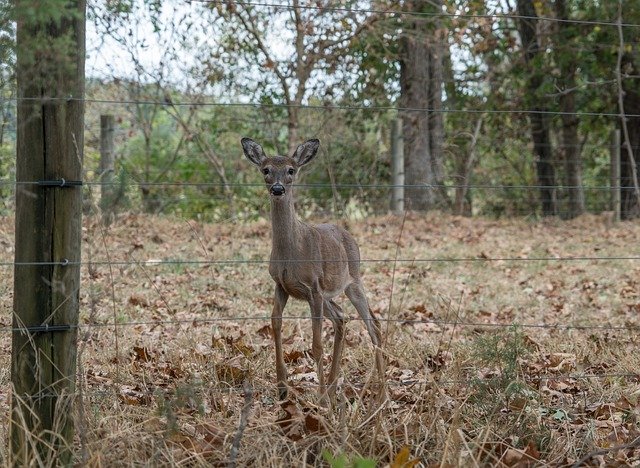 Free picture Deer Nature Wildlife -  to be edited by GIMP free image editor by OffiDocs