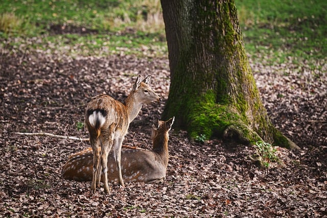 Free download deer nature wildlife animal mammal free picture to be edited with GIMP free online image editor