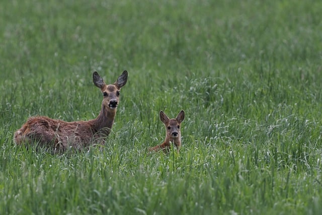 Free download deer nature wildlife mammal fauna free picture to be edited with GIMP free online image editor