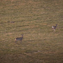 Deer on the Grass  screen for extension Chrome web store in OffiDocs Chromium