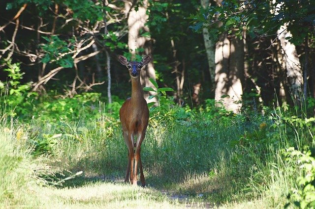 ดาวน์โหลดฟรี Deer Outdoors Nature - ภาพถ่ายหรือรูปภาพฟรีที่จะแก้ไขด้วยโปรแกรมแก้ไขรูปภาพออนไลน์ GIMP