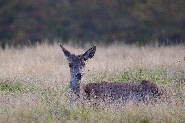 김프 무료 온라인 이미지 편집기로 편집할 무료 다운로드 사슴 붉은 사슴 초원 무료 사진