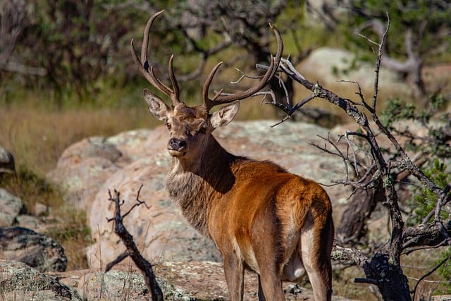 Free download deer red deer rocks fall autumn free picture to be edited with GIMP free online image editor