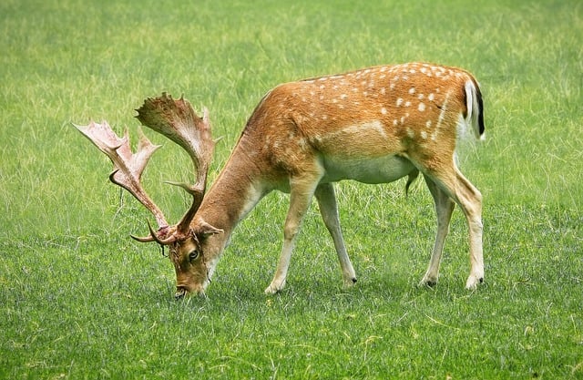 免费下载鹿、马鹿、野生动物免费图片，使用 GIMP 免费在线图像编辑器进行编辑