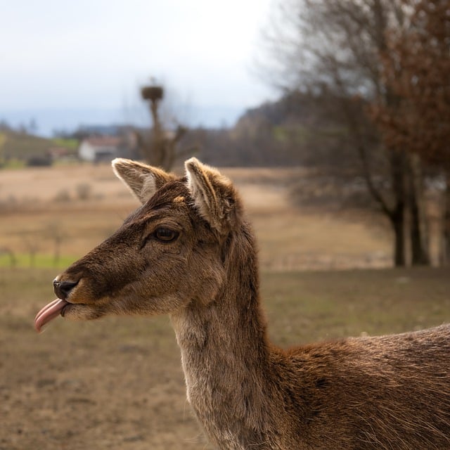 Free download deer reindeer animal wildlife free picture to be edited with GIMP free online image editor