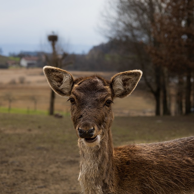 Free download deer reindeer wildlife nature free picture to be edited with GIMP free online image editor