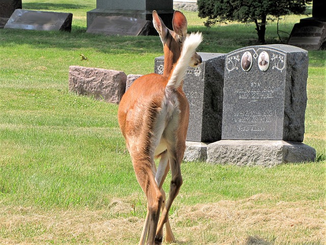 Free download deer running cemetery bohemian free picture to be edited with GIMP free online image editor