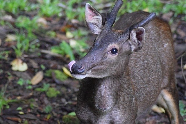 Free download Deer Sambar -  free photo or picture to be edited with GIMP online image editor