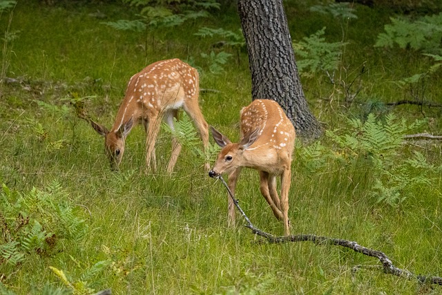 Free download deers fawns animals mammals free picture to be edited with GIMP free online image editor