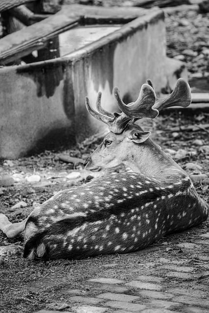 دانلود رایگان تصویر از نزدیک حیوانات گوزن آهو سیکا برای ویرایش با ویرایشگر تصویر آنلاین رایگان GIMP