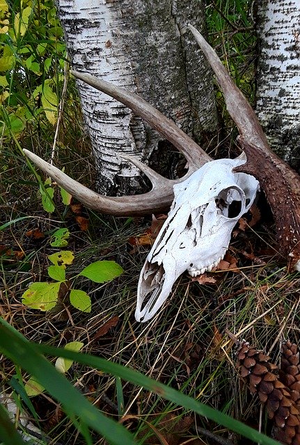 Free picture Deer Skull Antlers -  to be edited by GIMP free image editor by OffiDocs
