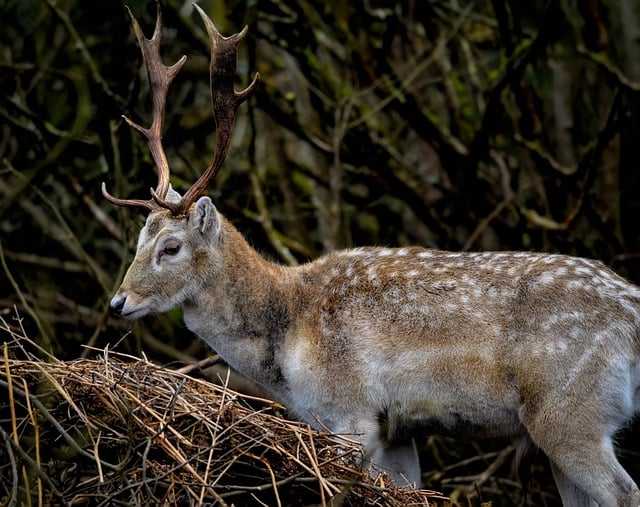 Free download deer stag fallow deer fallow stag free picture to be edited with GIMP free online image editor