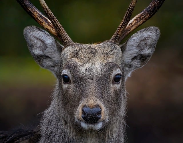 Free graphic deer stag mammal wildlife horns to be edited by GIMP free image editor by OffiDocs