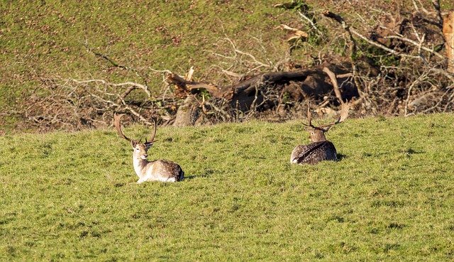 Free download Deer Stag Wildlife -  free free photo or picture to be edited with GIMP online image editor