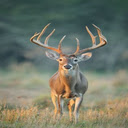 Deer standing in grass field wallpaper  screen for extension Chrome web store in OffiDocs Chromium
